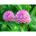 Trifolium Pratense Extrakt Natürlicher roter Kleextrakt